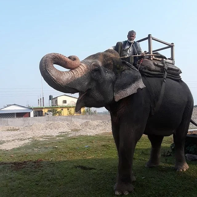 Our elephant Rupa. #elephants