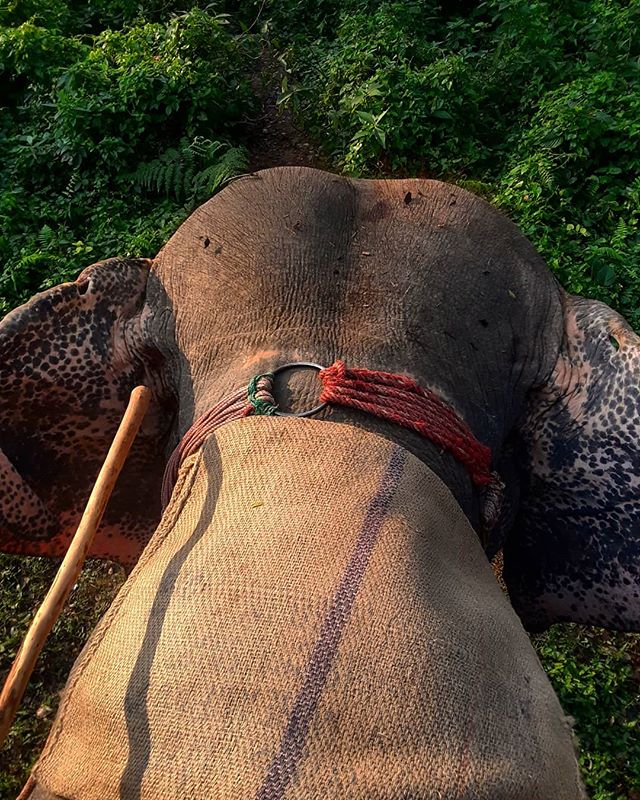 Into the jungle once more. #elephants