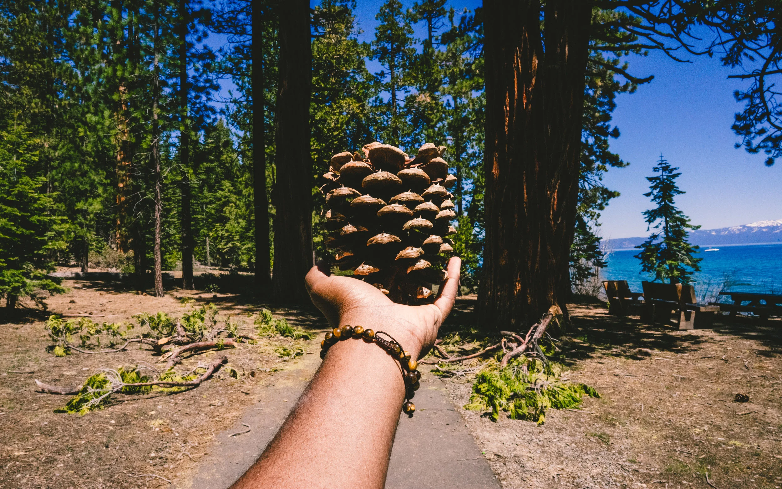 These type of shots always look so cool when I see it on IG. Oh well. P.S. this exact pine cone is in my living room right now. 