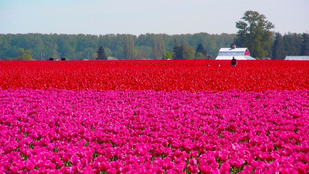 Tulips.jpg