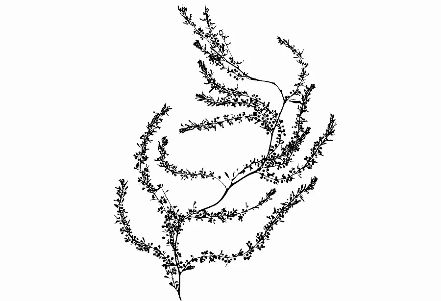 sargassum_plant.jpg
