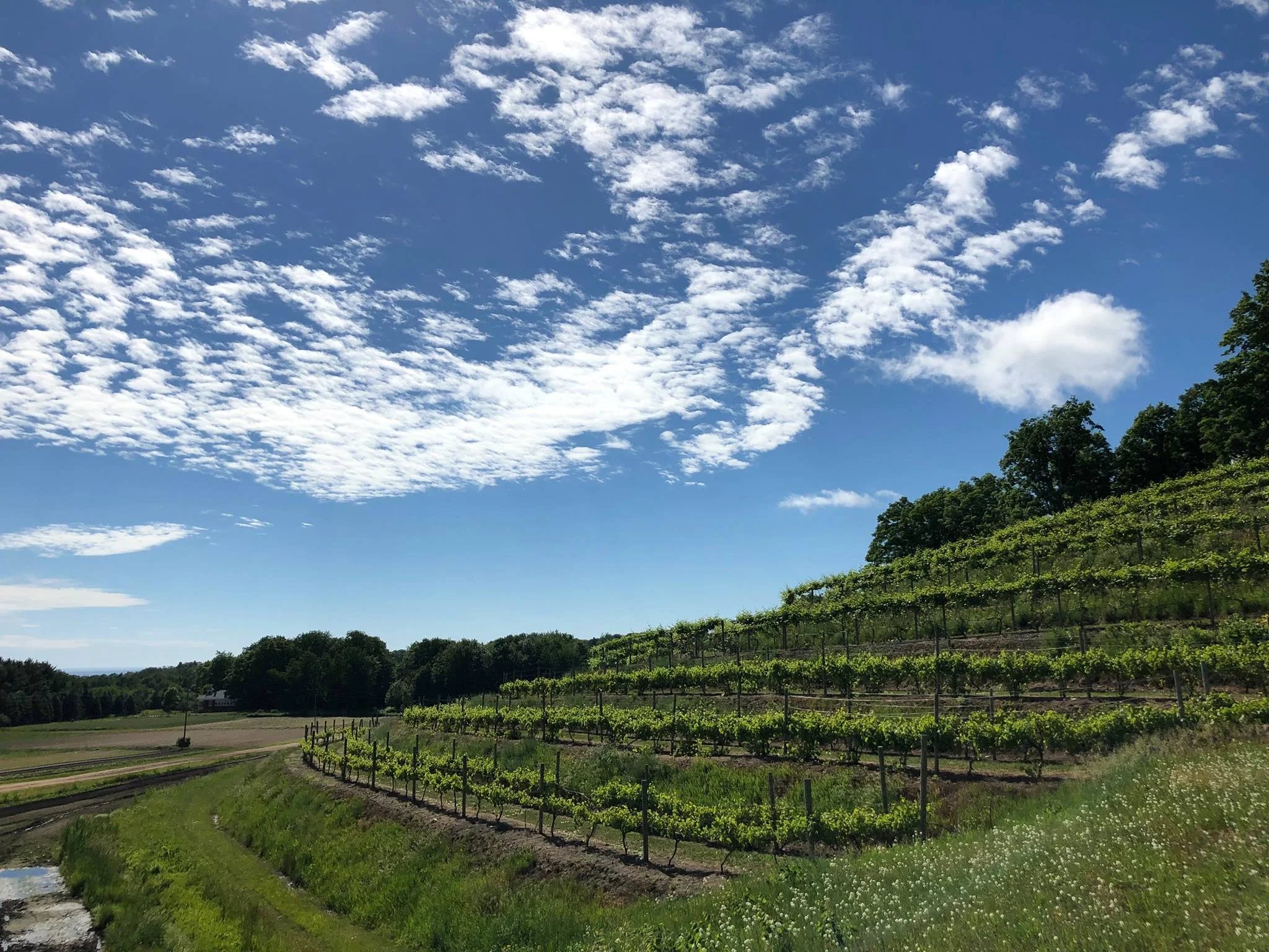 Sunset Vineyard in Summer.jpg