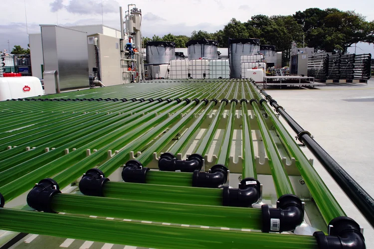 Aurora Biofuels