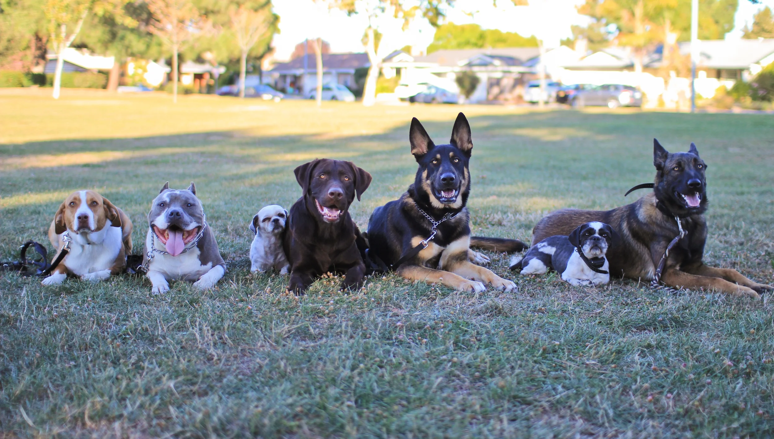 family dog training llc