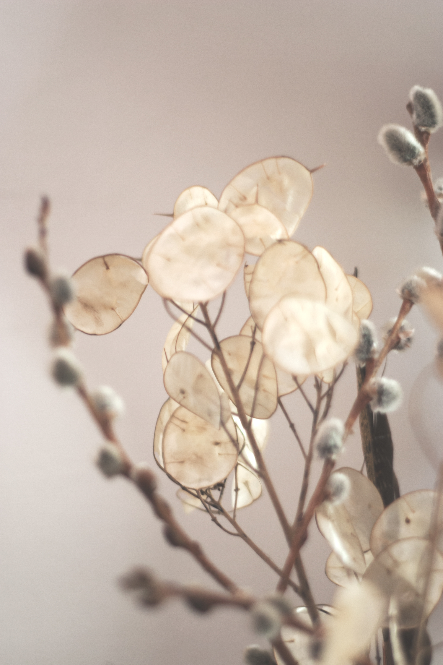 The Meaning of Borboleta