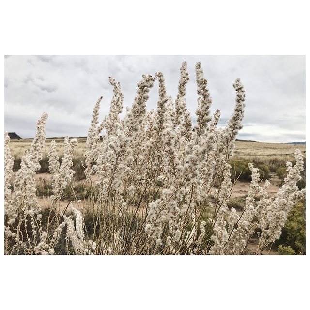 Desert Flowers and the Petroglyphs // #liveborboleta