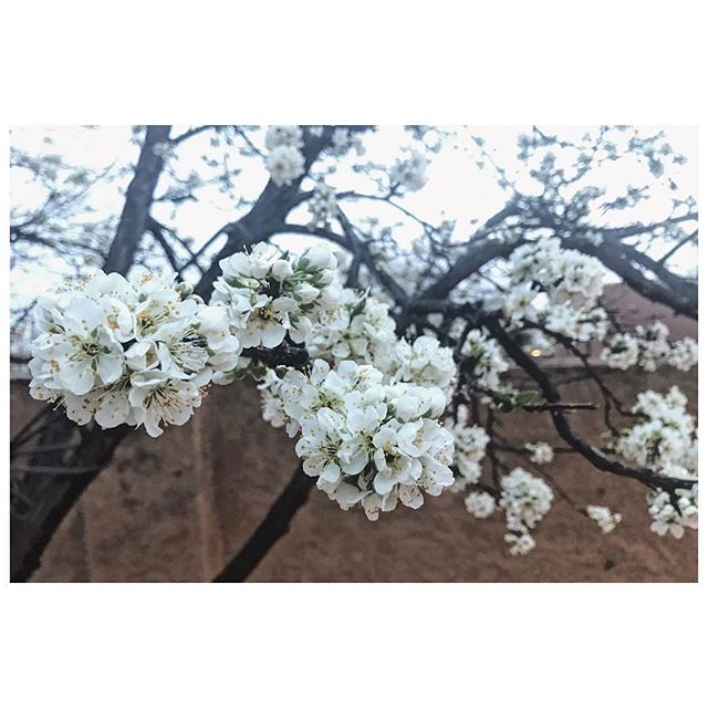 Plum blossoms. Spring. ✨