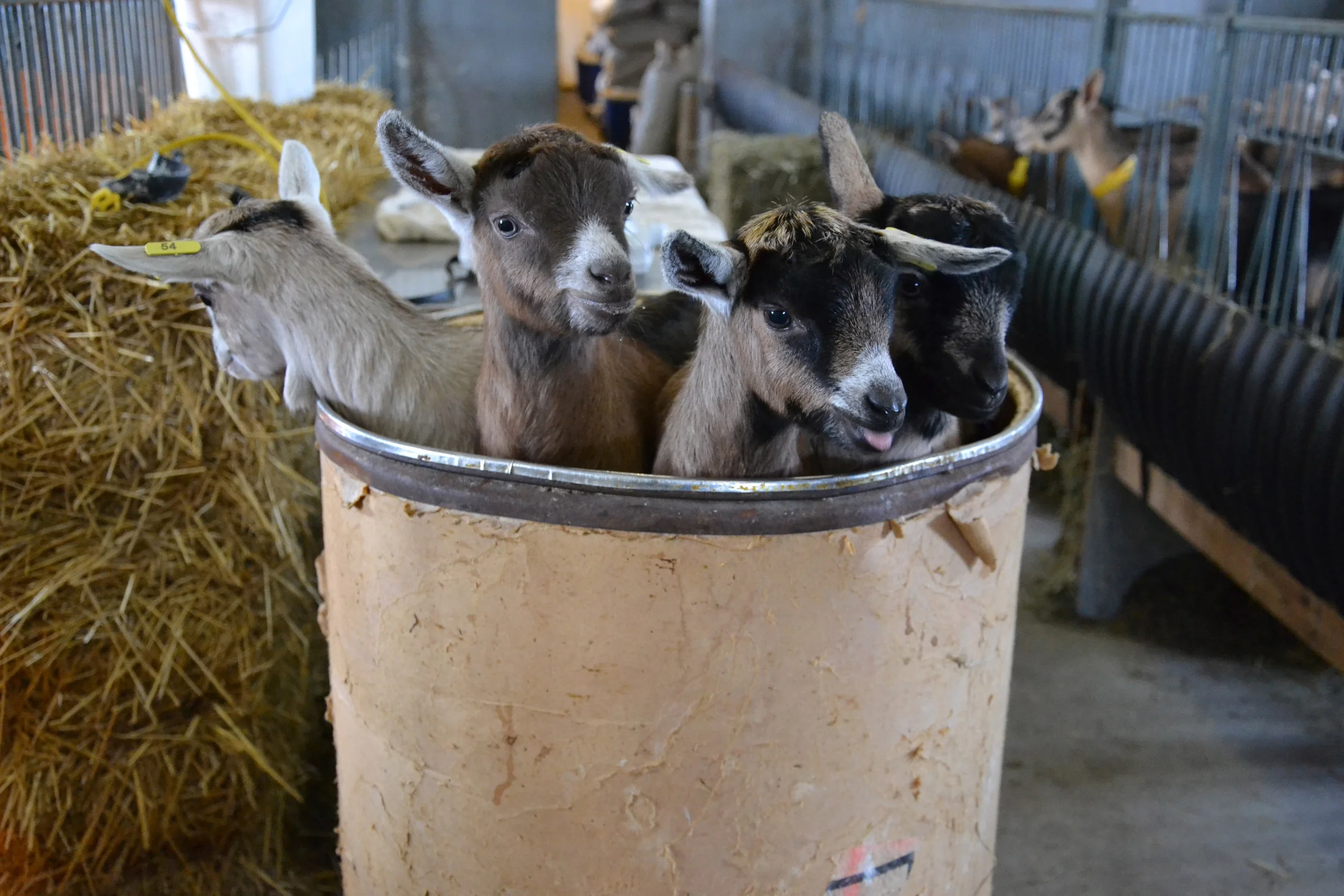 Fromagerie Les Biquettes A L Air Fromagerie Les Biquettes A L Air