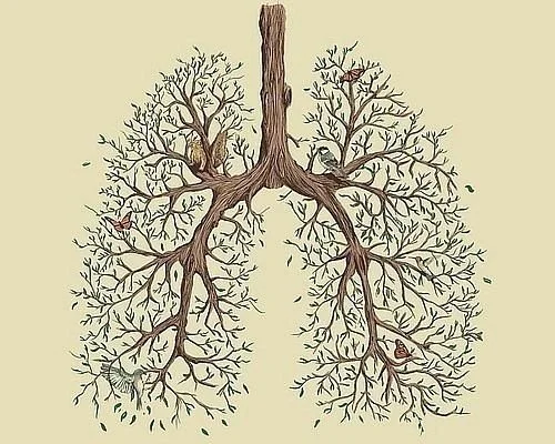 BAM-roots_lungs.jpg