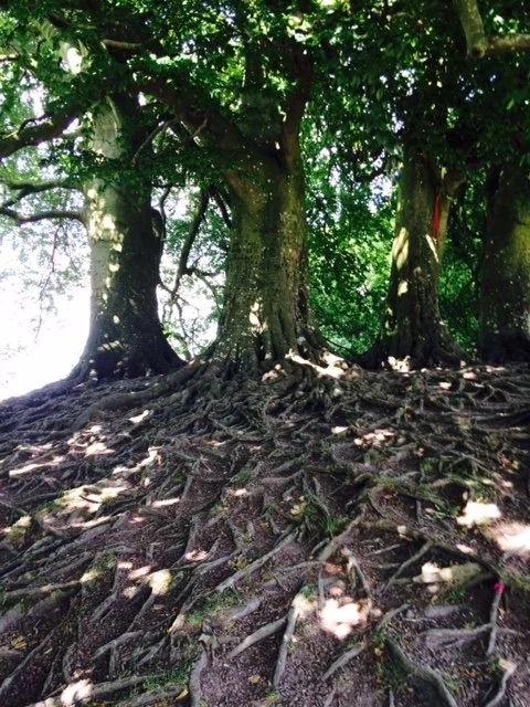 Avebury roots 2.jpg