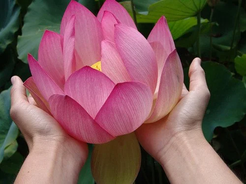 lotus in hands.jpg