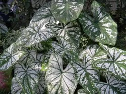 White Christmas - White Color