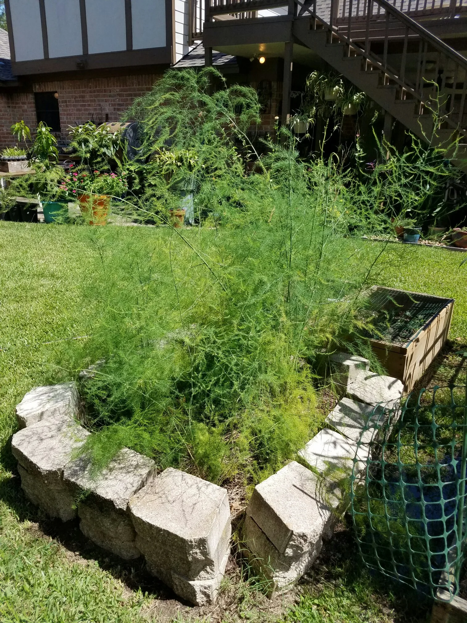 Asparagus bed planted from crowns in the Spring. Expected Harvest Summer of 2017