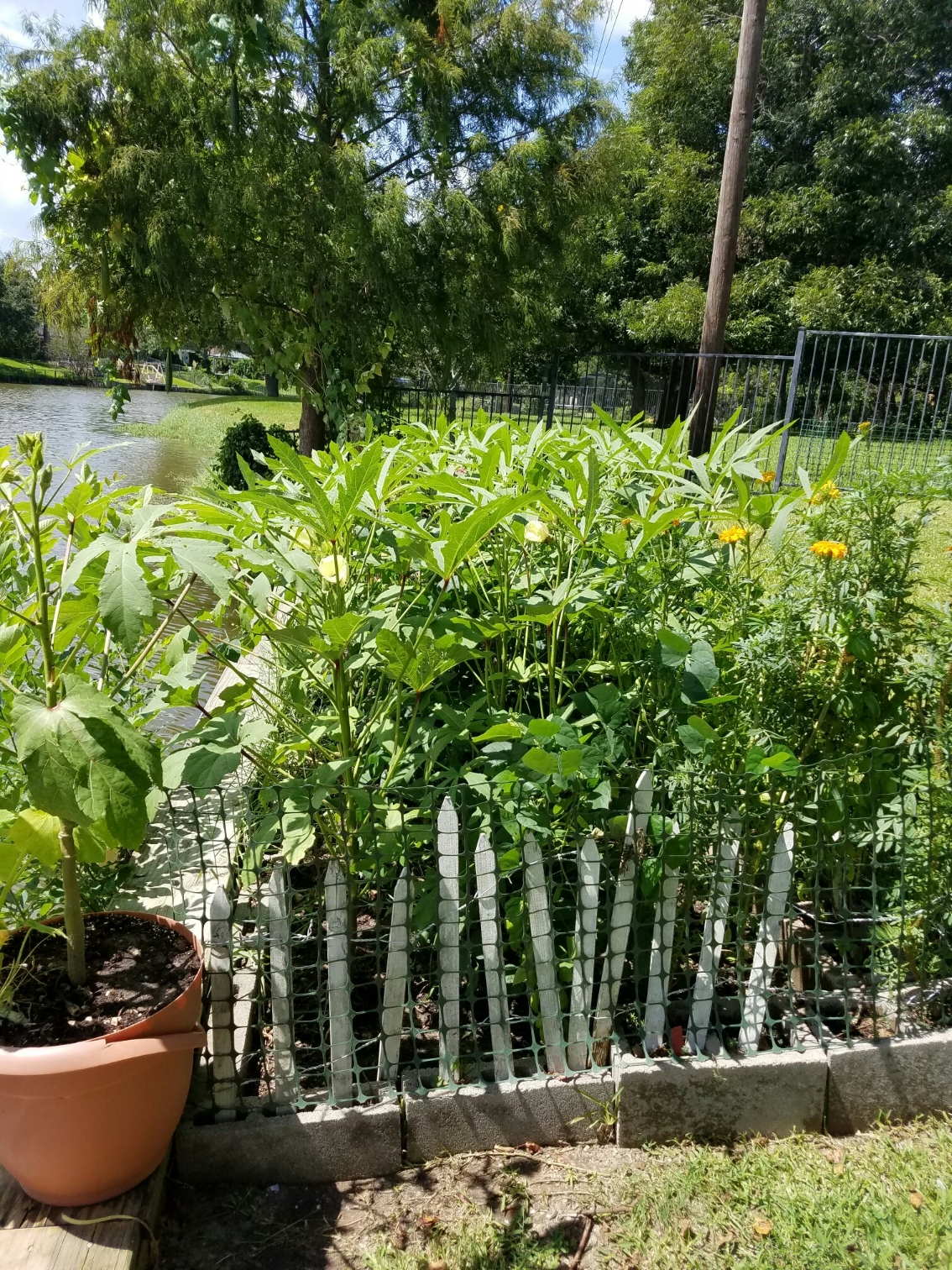 Garden of Okra and Butter Beans