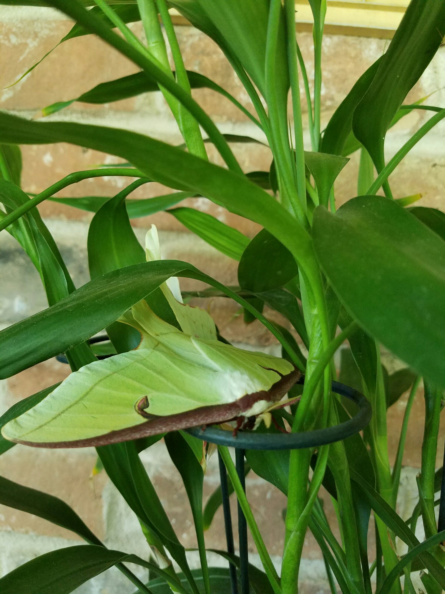 Moth on Bamboo