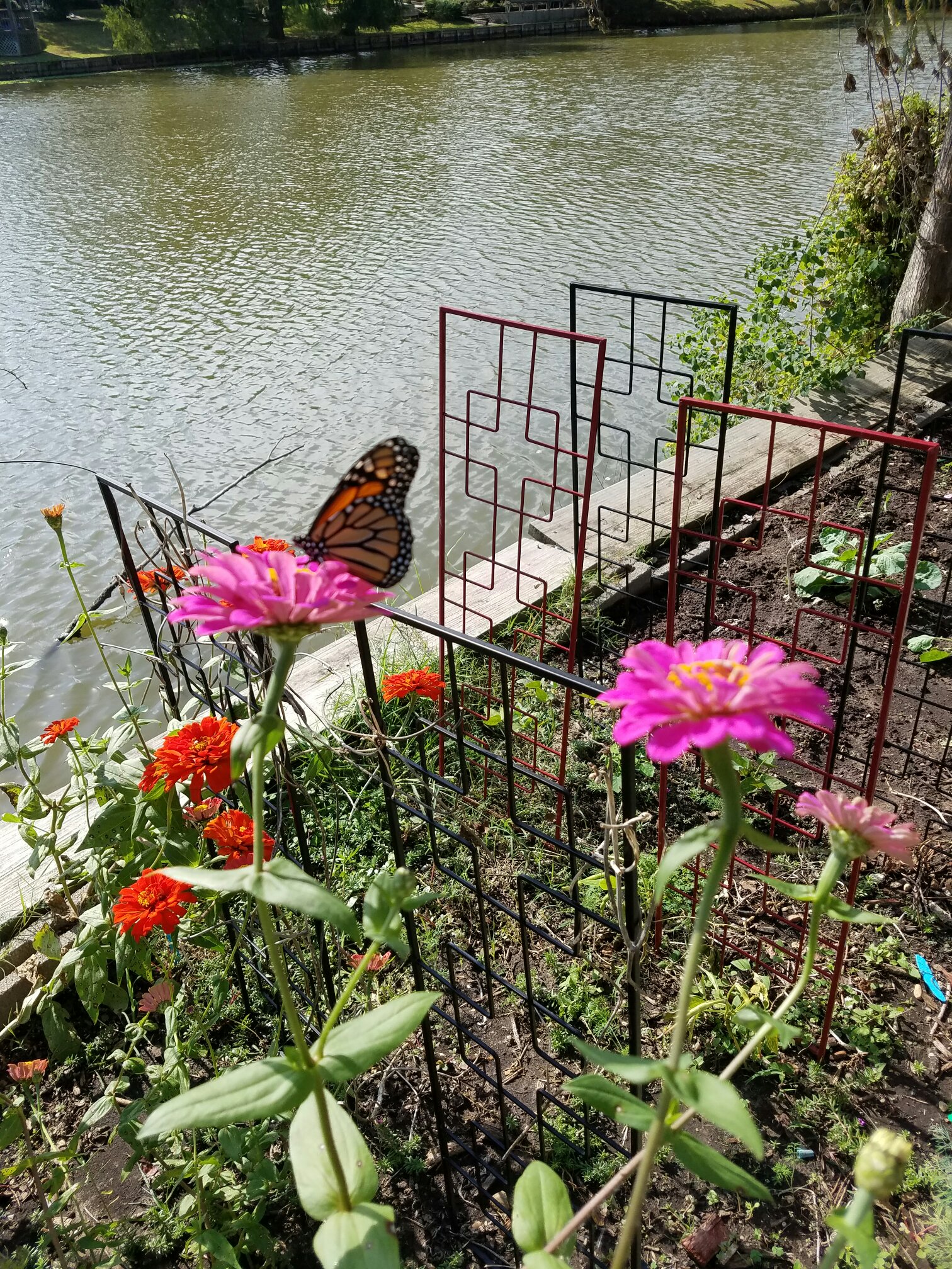 Monarch Butterflies