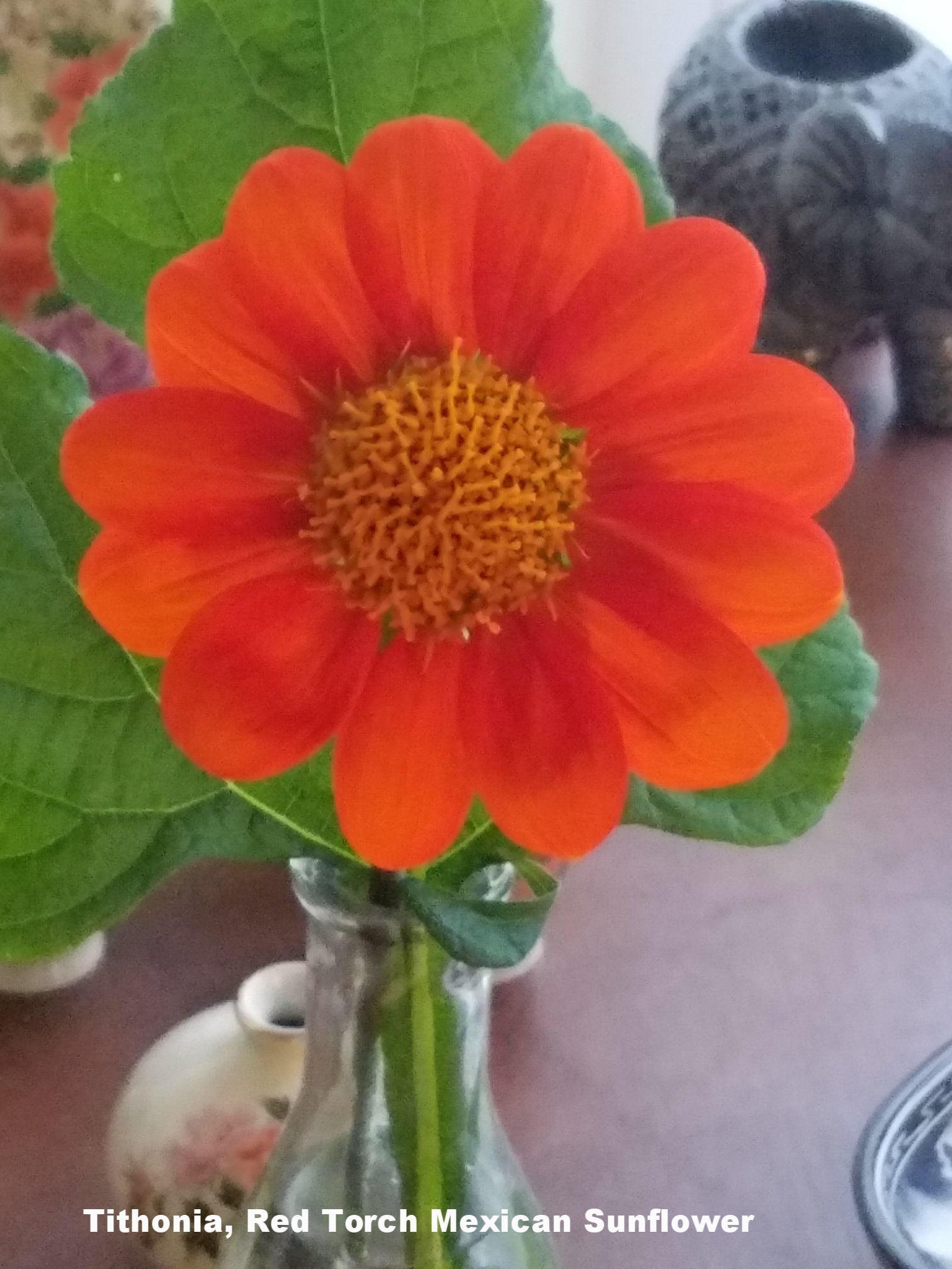 Tithonia, Red Torch Mexican Sunflower Bloom.jpeg