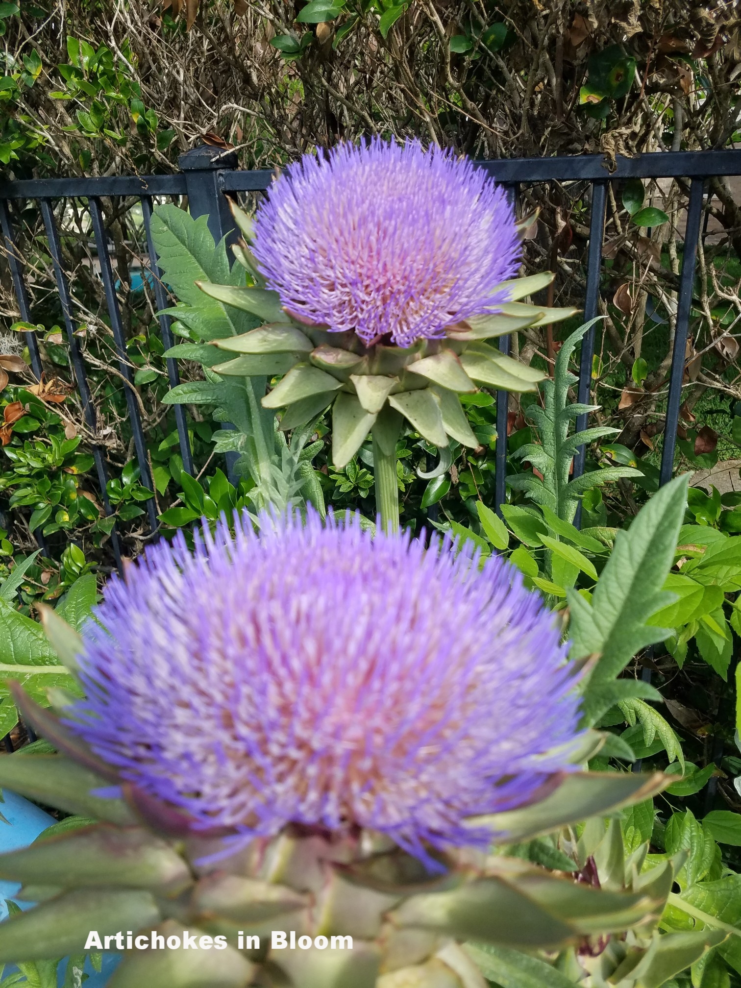 Artichokes in Bloom