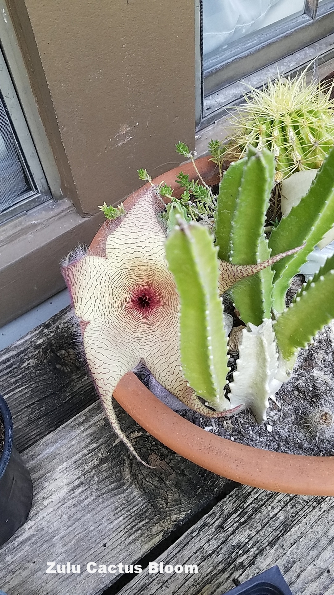 Zulu Cactus Bloom.jpeg
