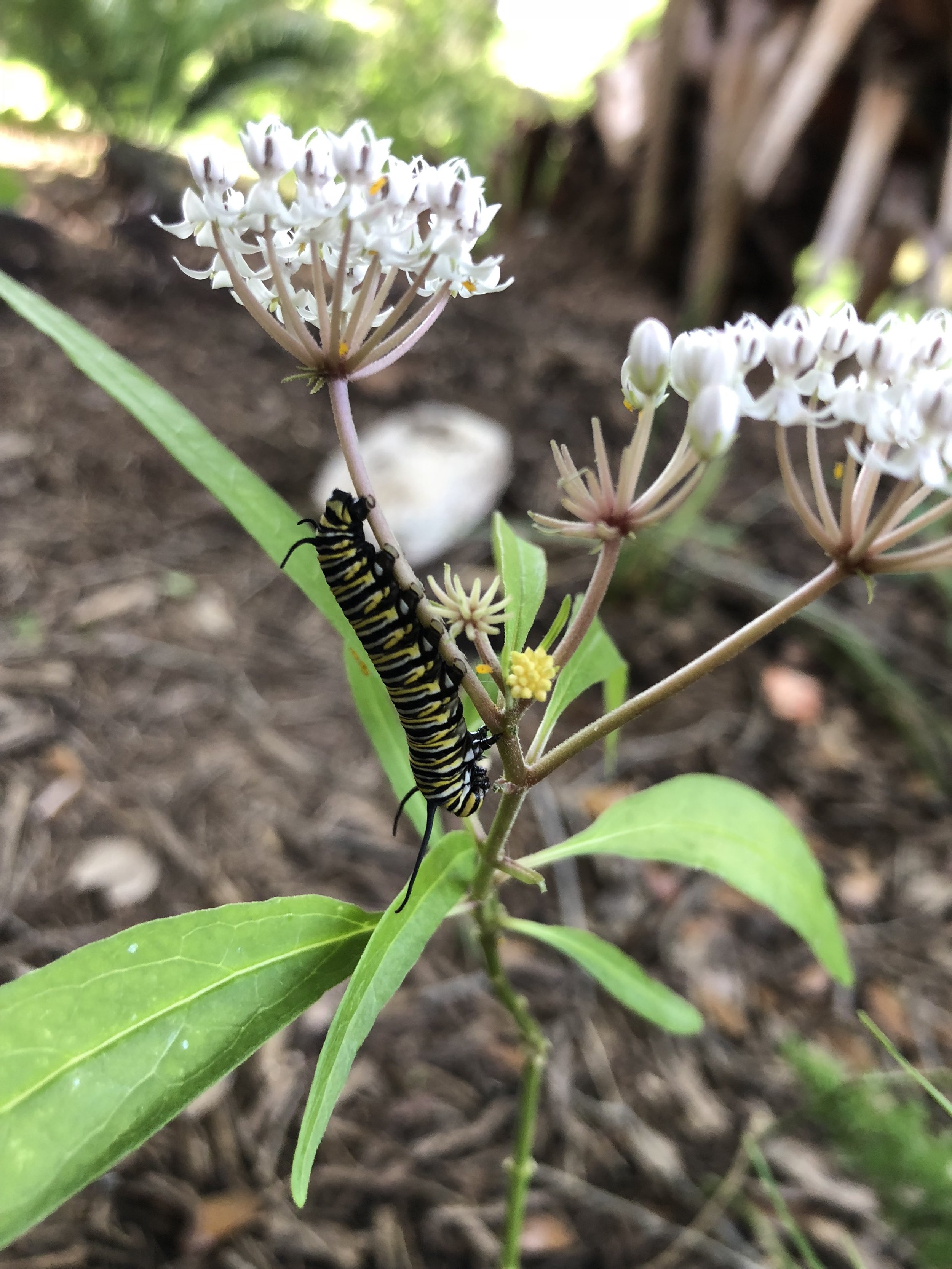 Santos Catepillar 2.jpg