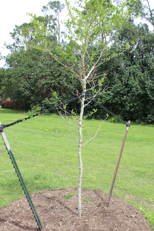 2018 Arbor Day 2.jpg