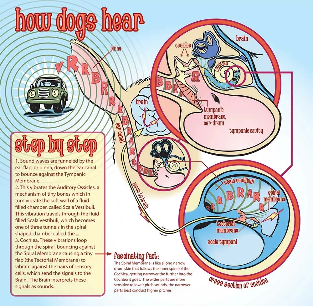 Dogs+Hearing.webp