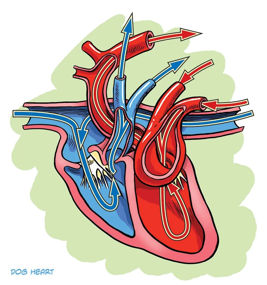 Dog Heart inked flt sm rgb.jpg