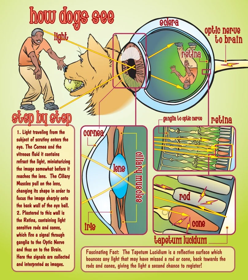 Dog Sees Man outlined.jpg