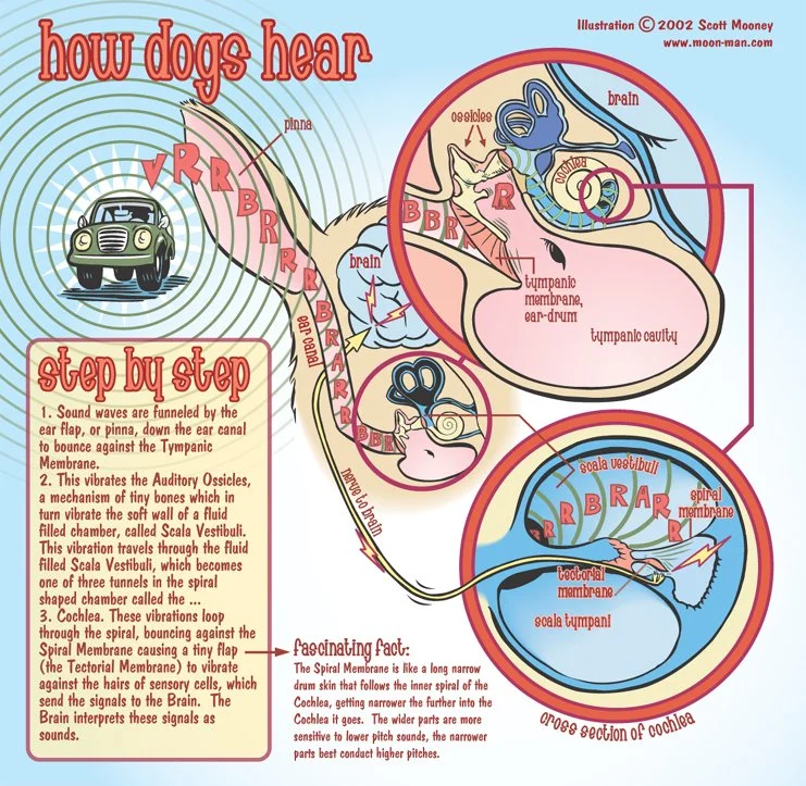 How Dogs Hear.jpg