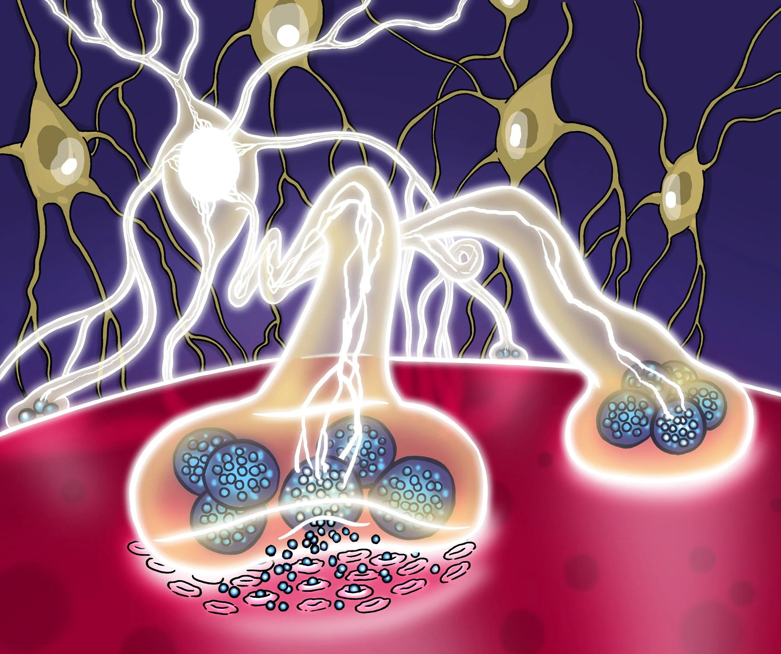 Synapse colour v4.jpg