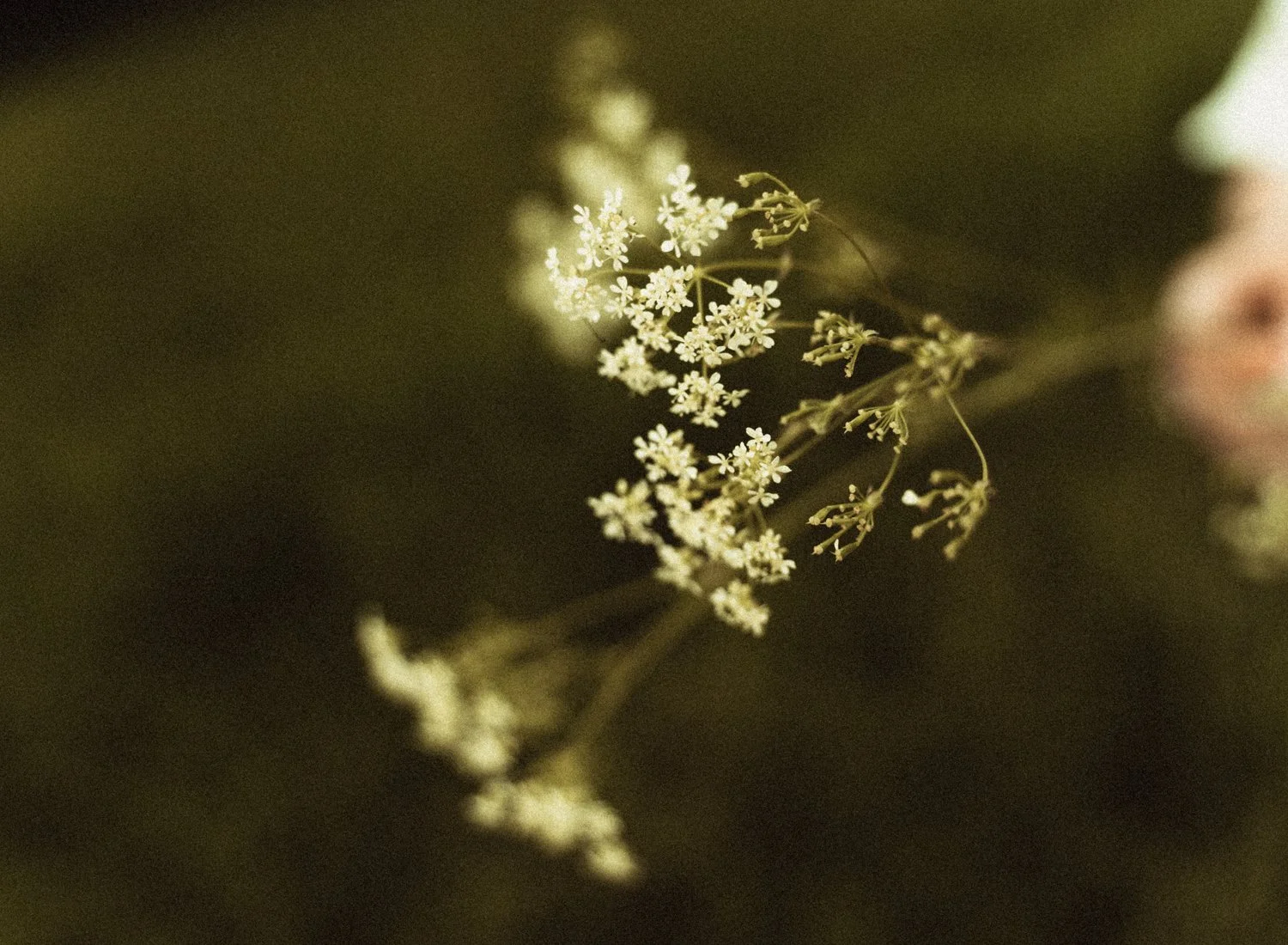 Close-up of a sprig of delicate white flowers against a dark, blurred background.