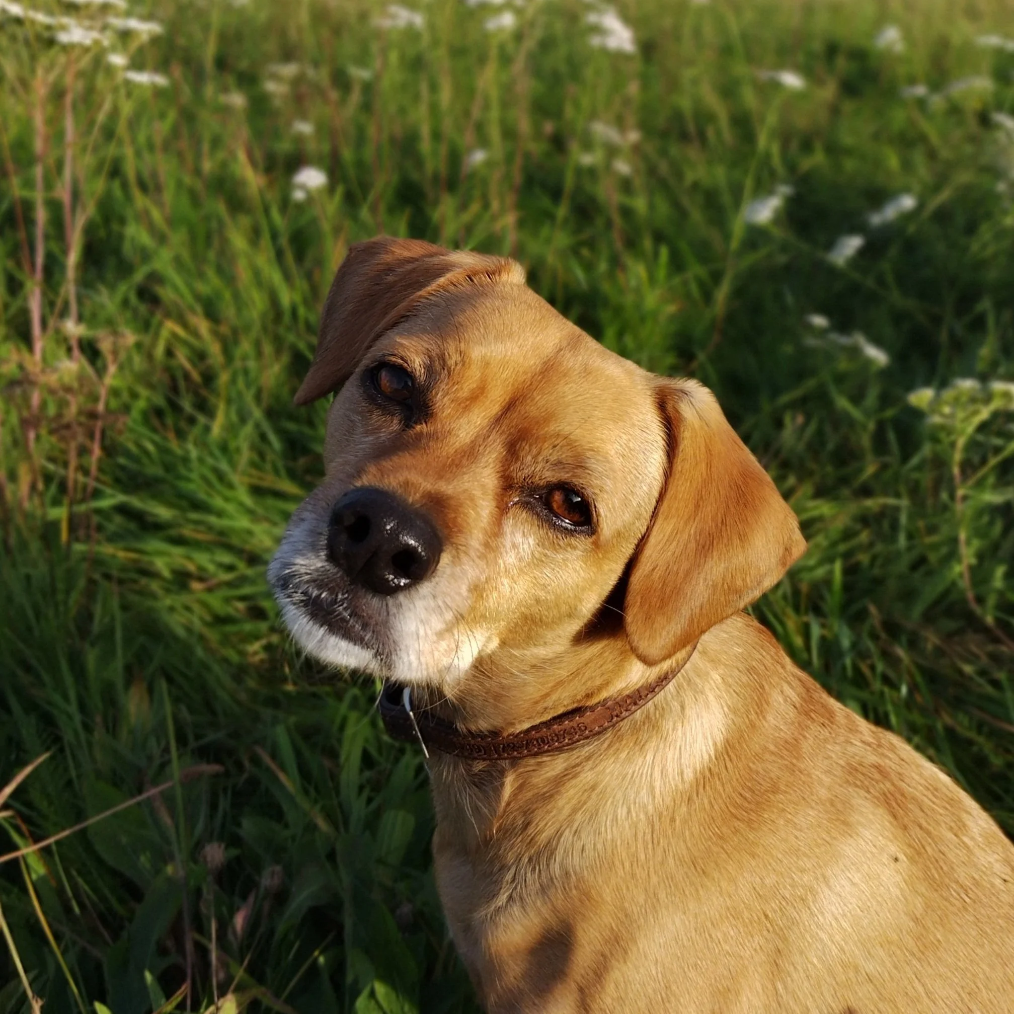 Brown dog with tilted head in grassy field