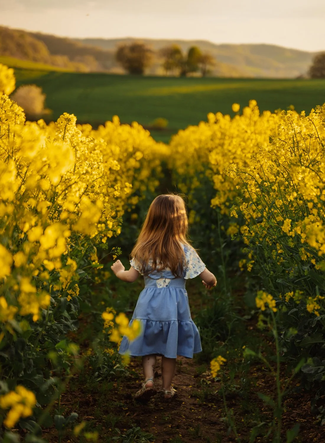 young girl wearing a blue jeans dress exploring yellow flowers in rapeseed field at sunset and walking along the rows of flowers away from the camera