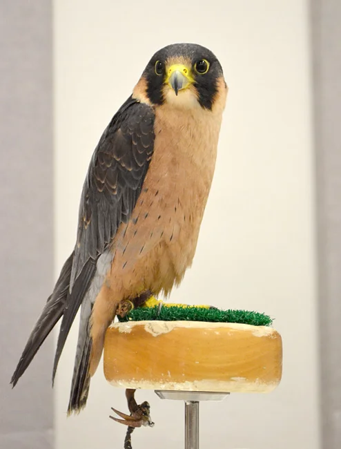Taita_Falcon_at_the_World_Center_for_Birds_of_Prey,_Boise,_Idaho,_USA.jpg