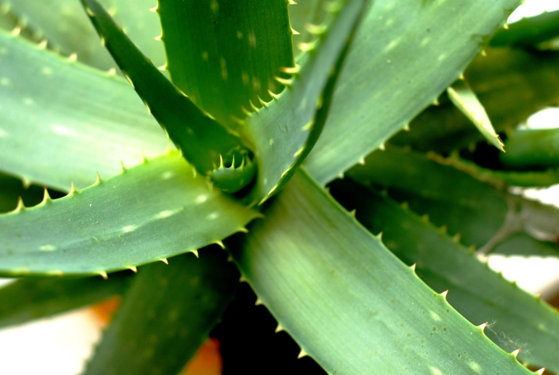 aloe-vera-2623317_1920.jpg