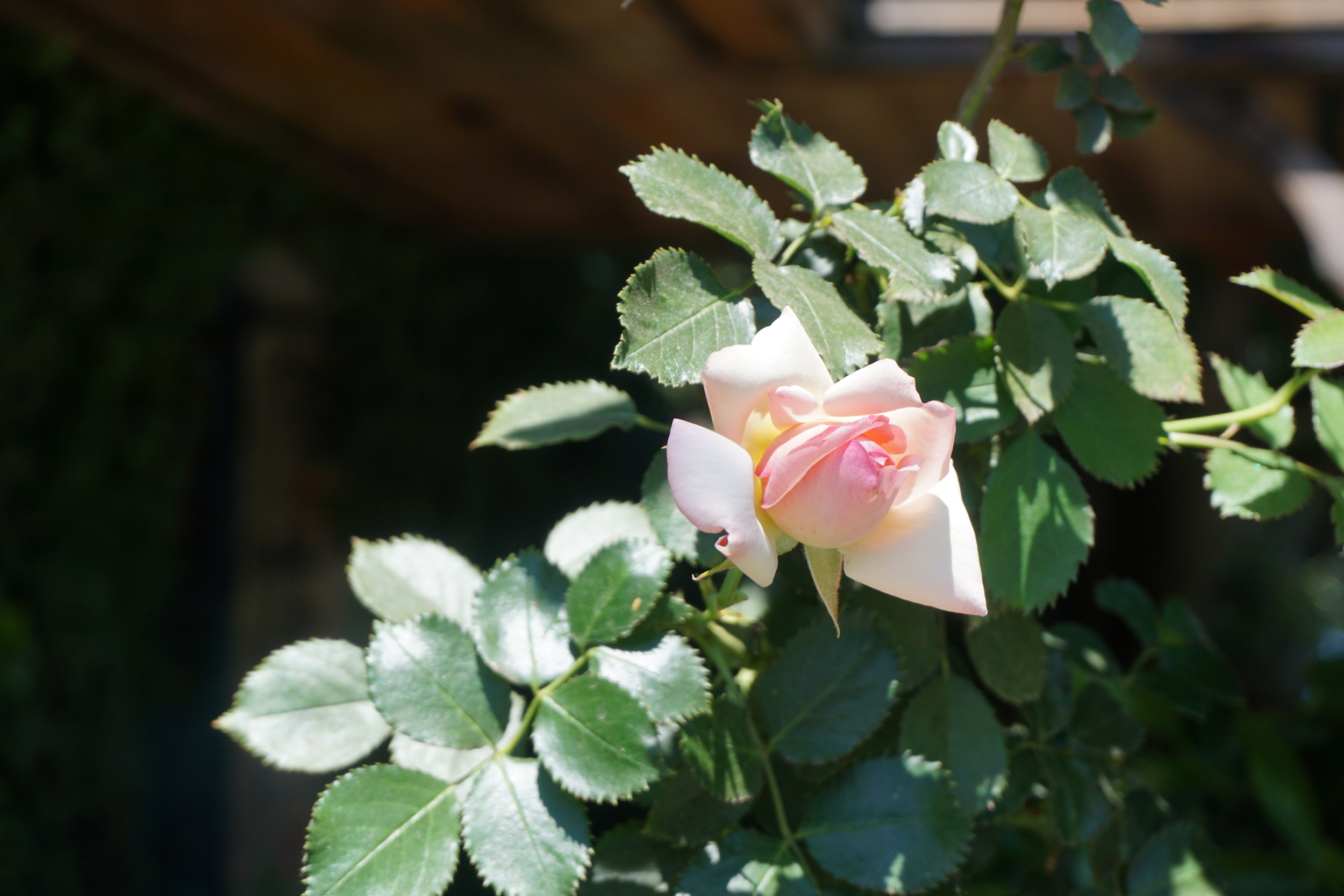 Photo by DRW