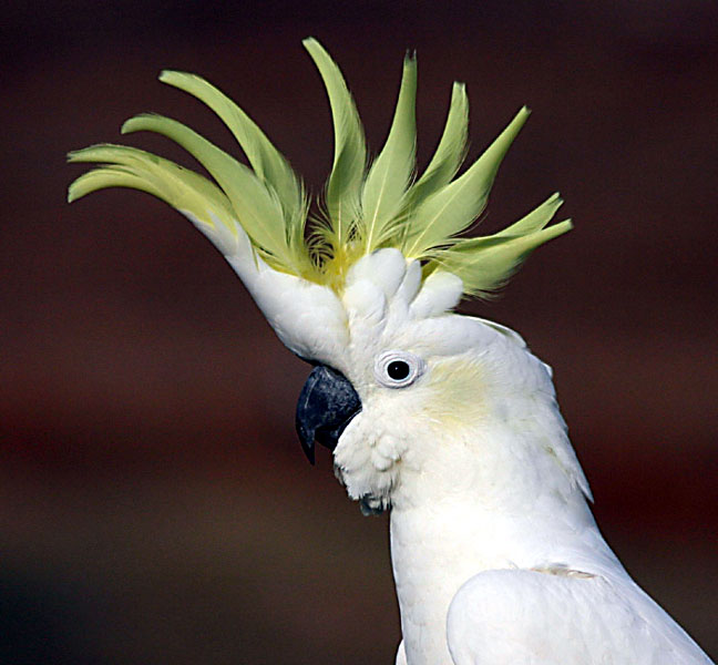 Sulphur-Crested-Cockatoo.jpg