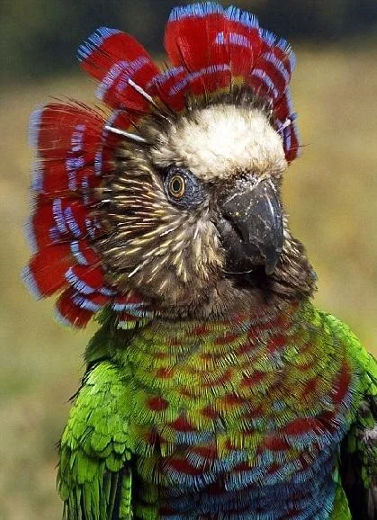 Hawkhead.jpg