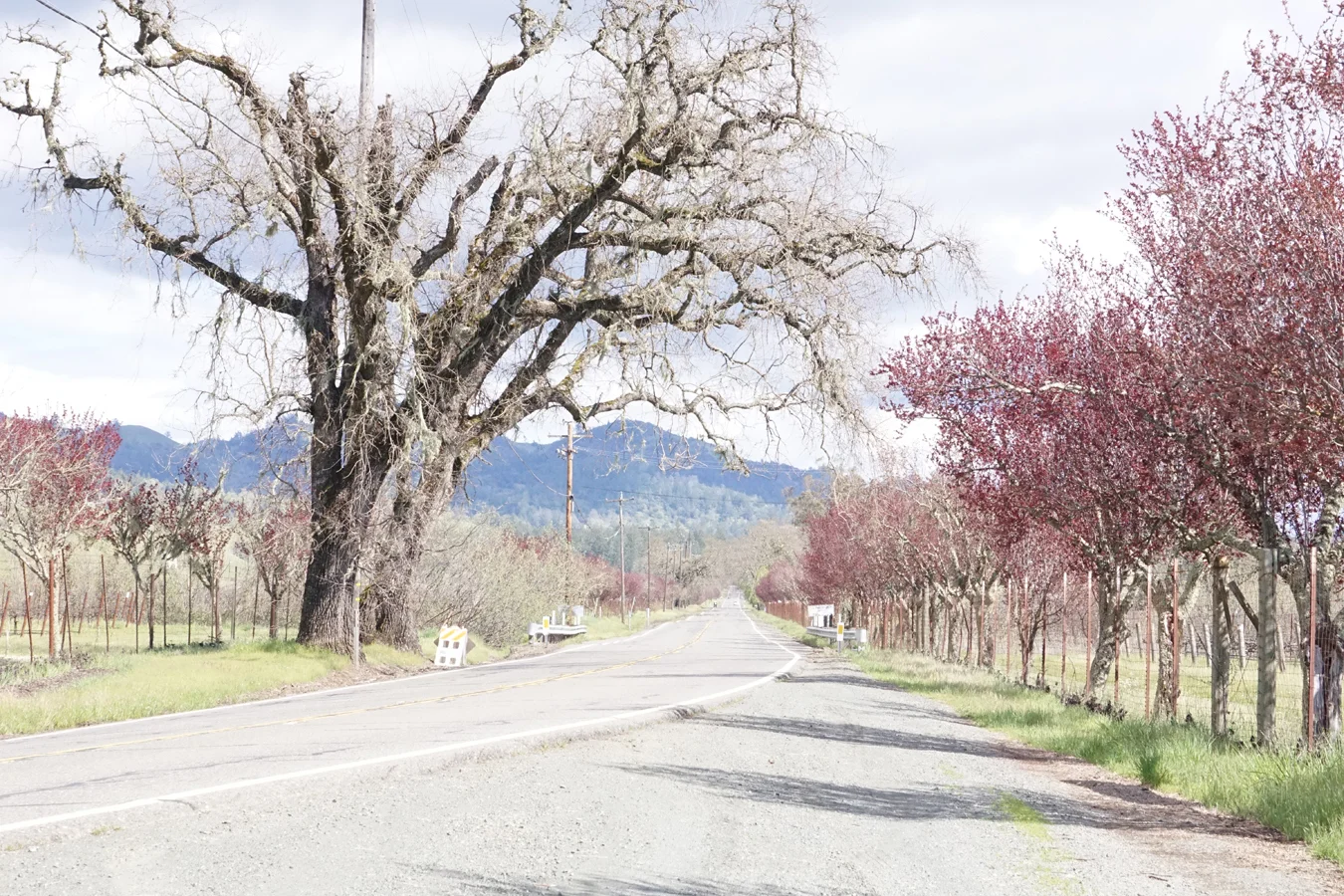 March 2018 Knights Valley 3.jpg