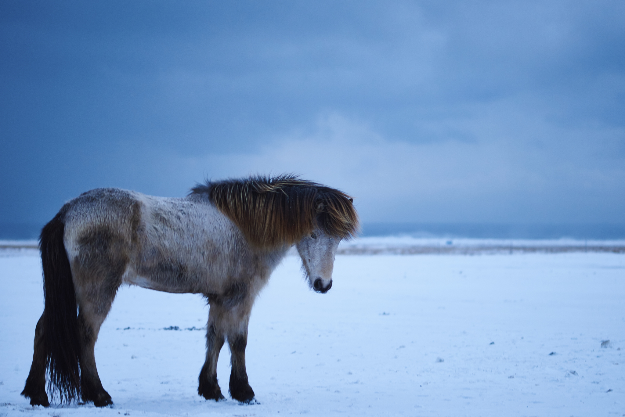 Icelandic Horse_x2048.jpg