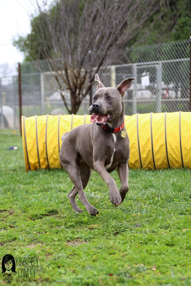 CARL's Pet Care Center