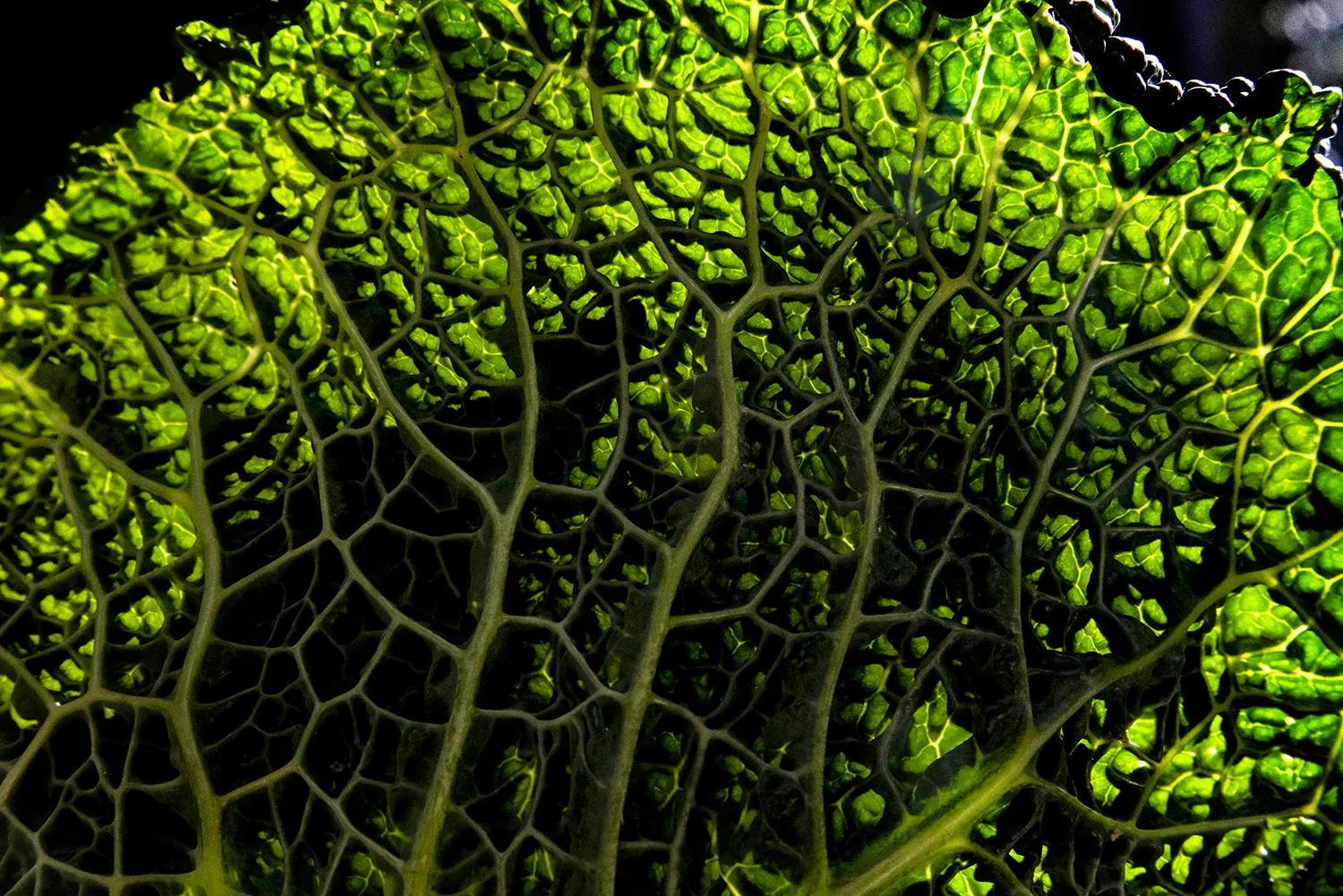 FILMS OF UNITY / Films Of Conformity