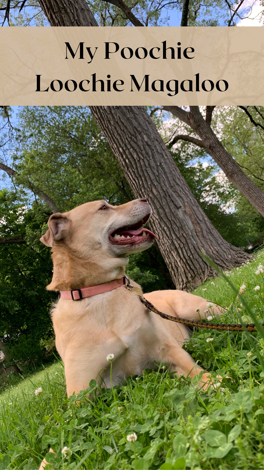 My Poochie Loochie Magaloo