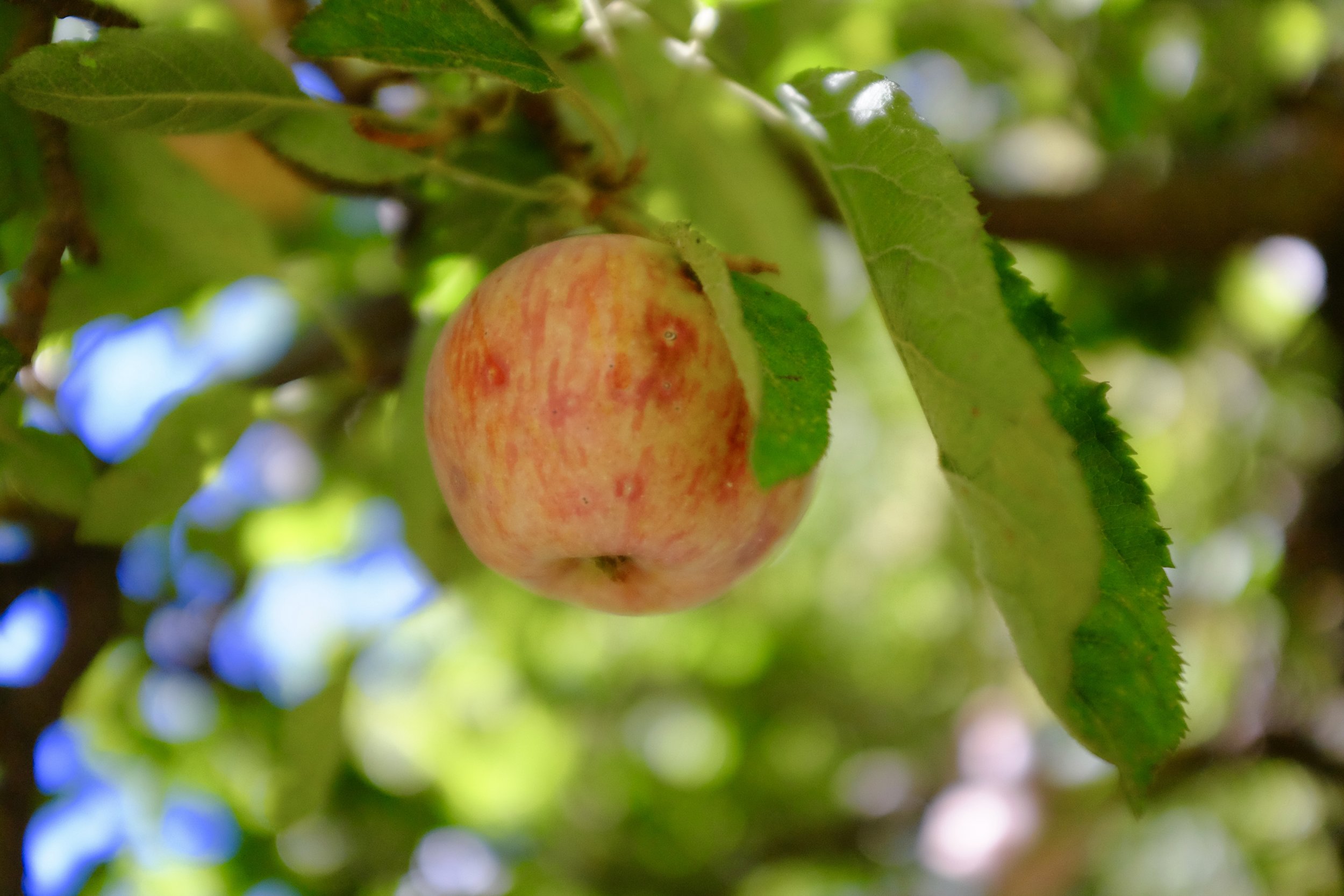 Riley's Apple Farm Fall | Kaci Nicole