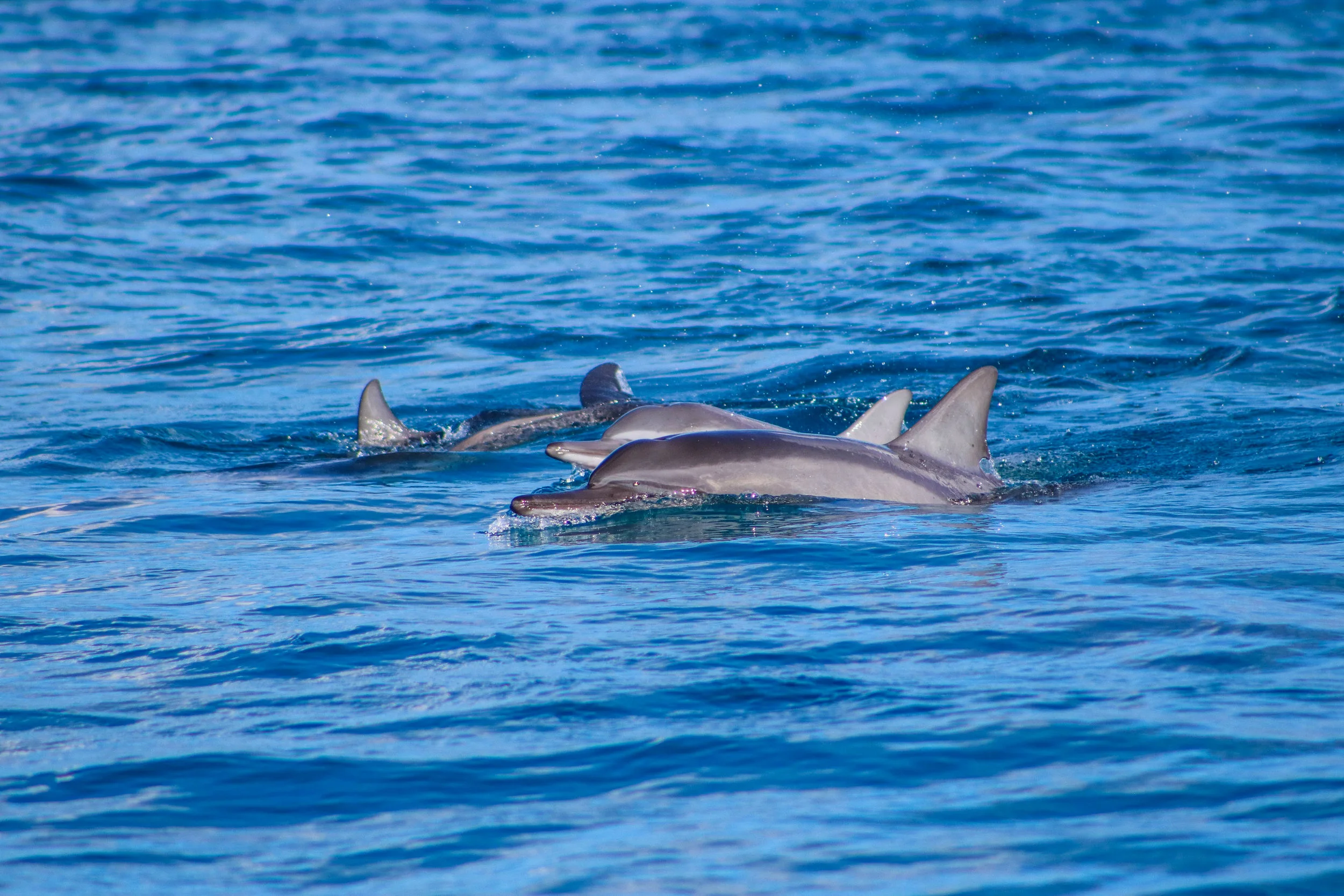 Swimming With Dolphins - 13 Things To Do On Oahu | Kaci Nicole
