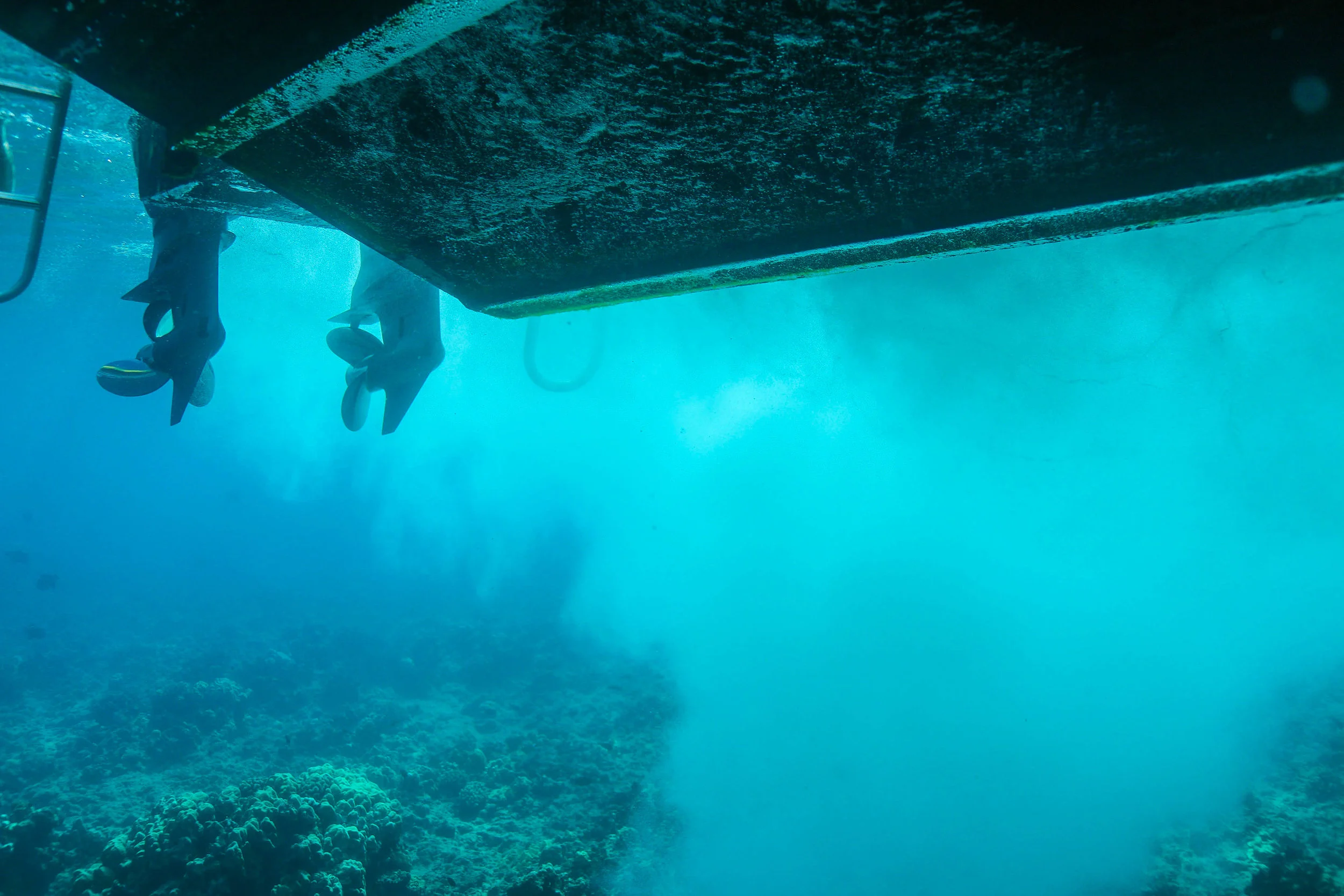 Swimming With Dolphins - 13 Things To Do On Oahu | Kaci Nicole