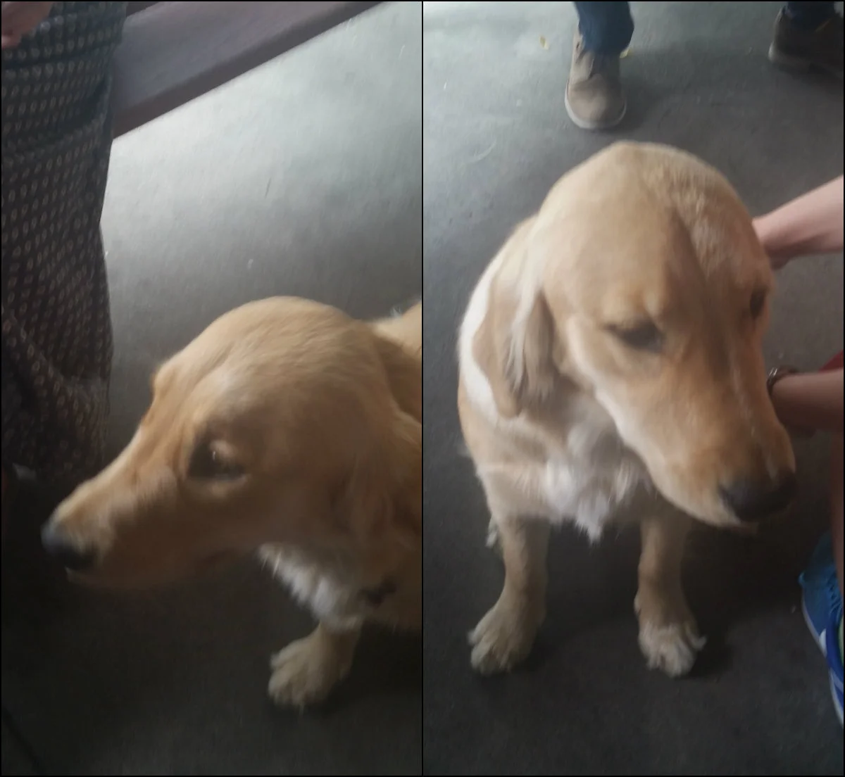 Dr. Kathryn Stephenson's new puppy, Rosie, becomes the CVVR's mascot and enjoys pets and cuddles!