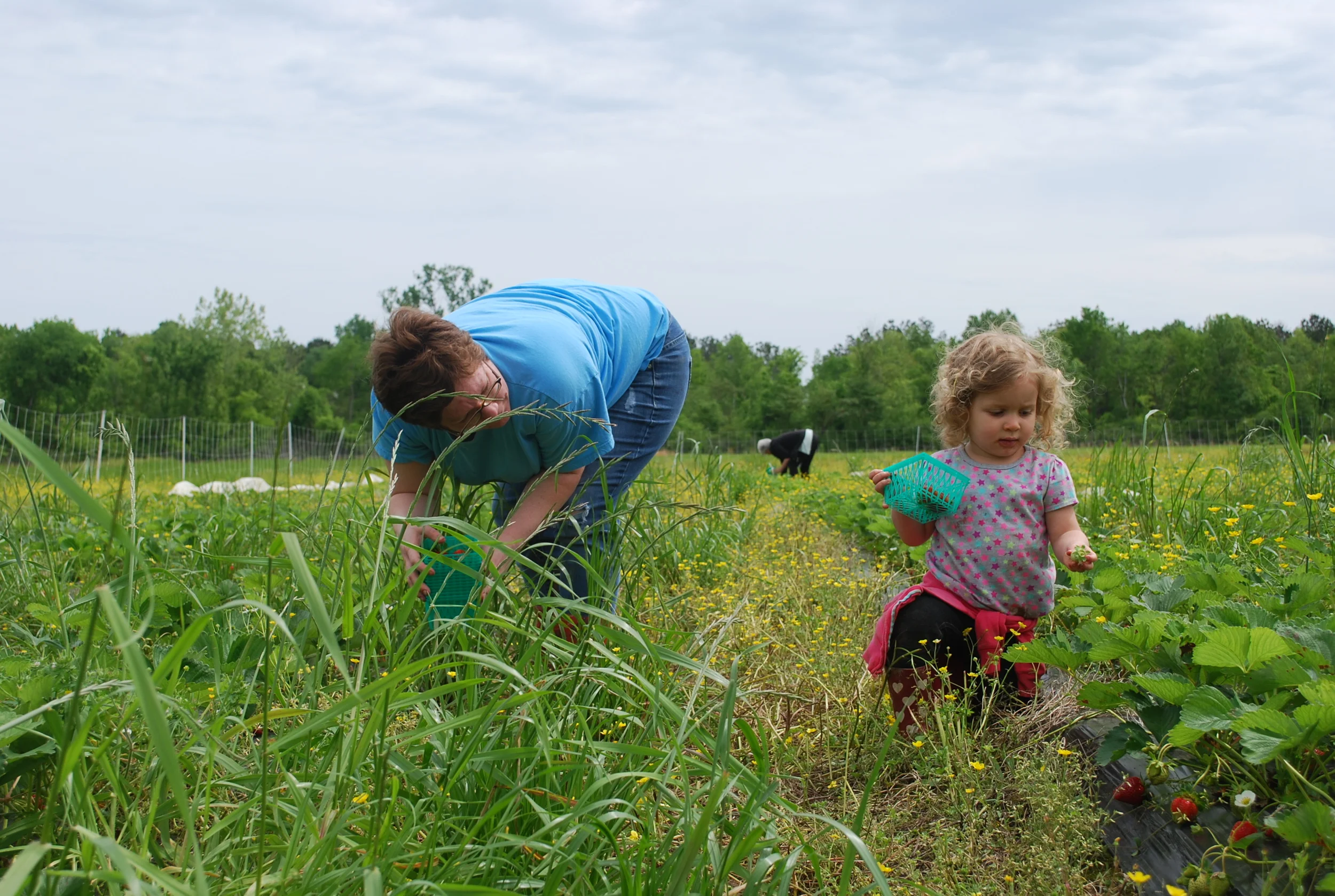 Meredith and her cute helper harvesting strawberries at Native Son Farm last April.