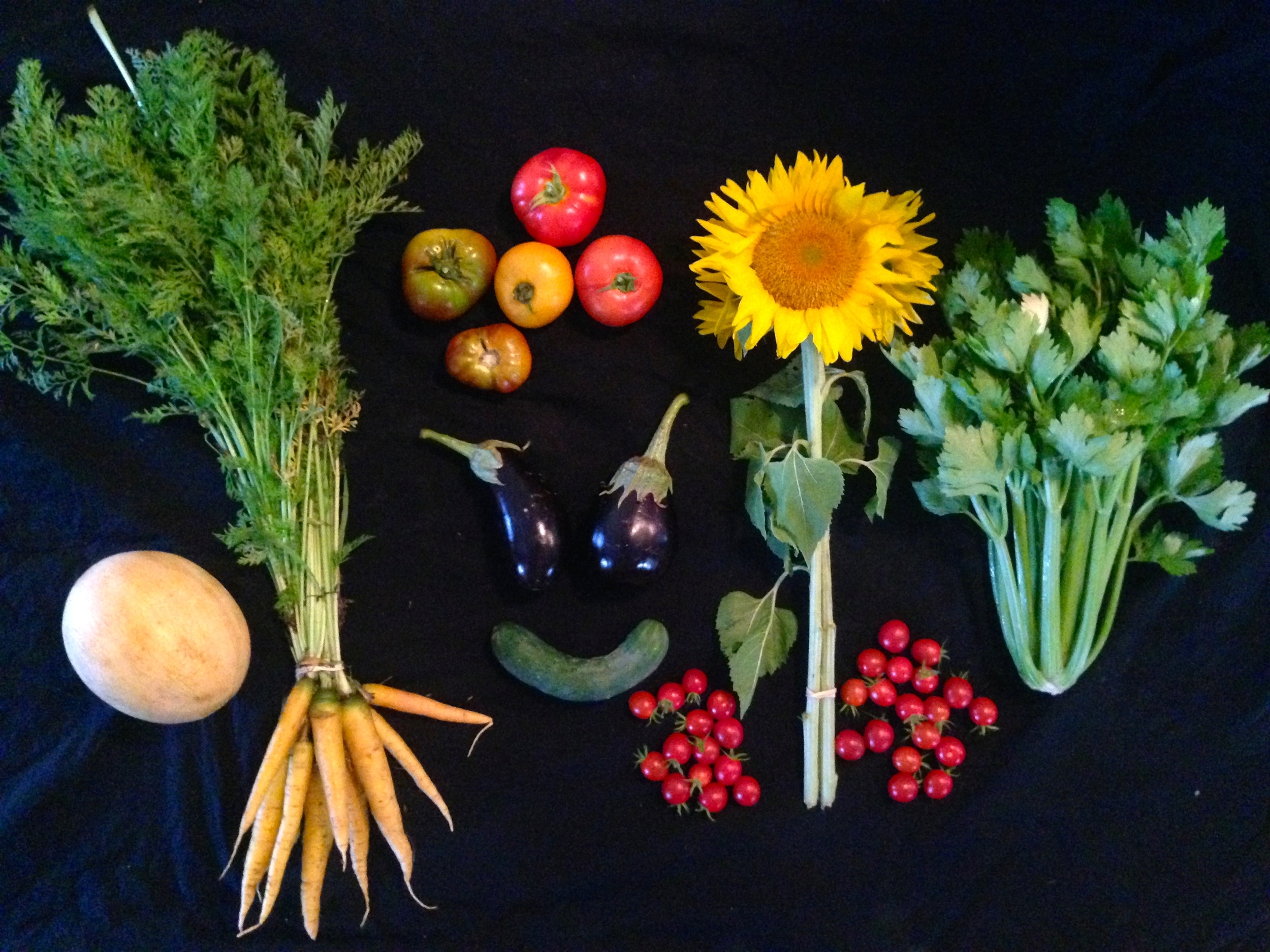 Week 10: cantaloupe, carrots, cucumber, eggplant, cherry tomatoes, sunflowers, celery, slicing tomatoes