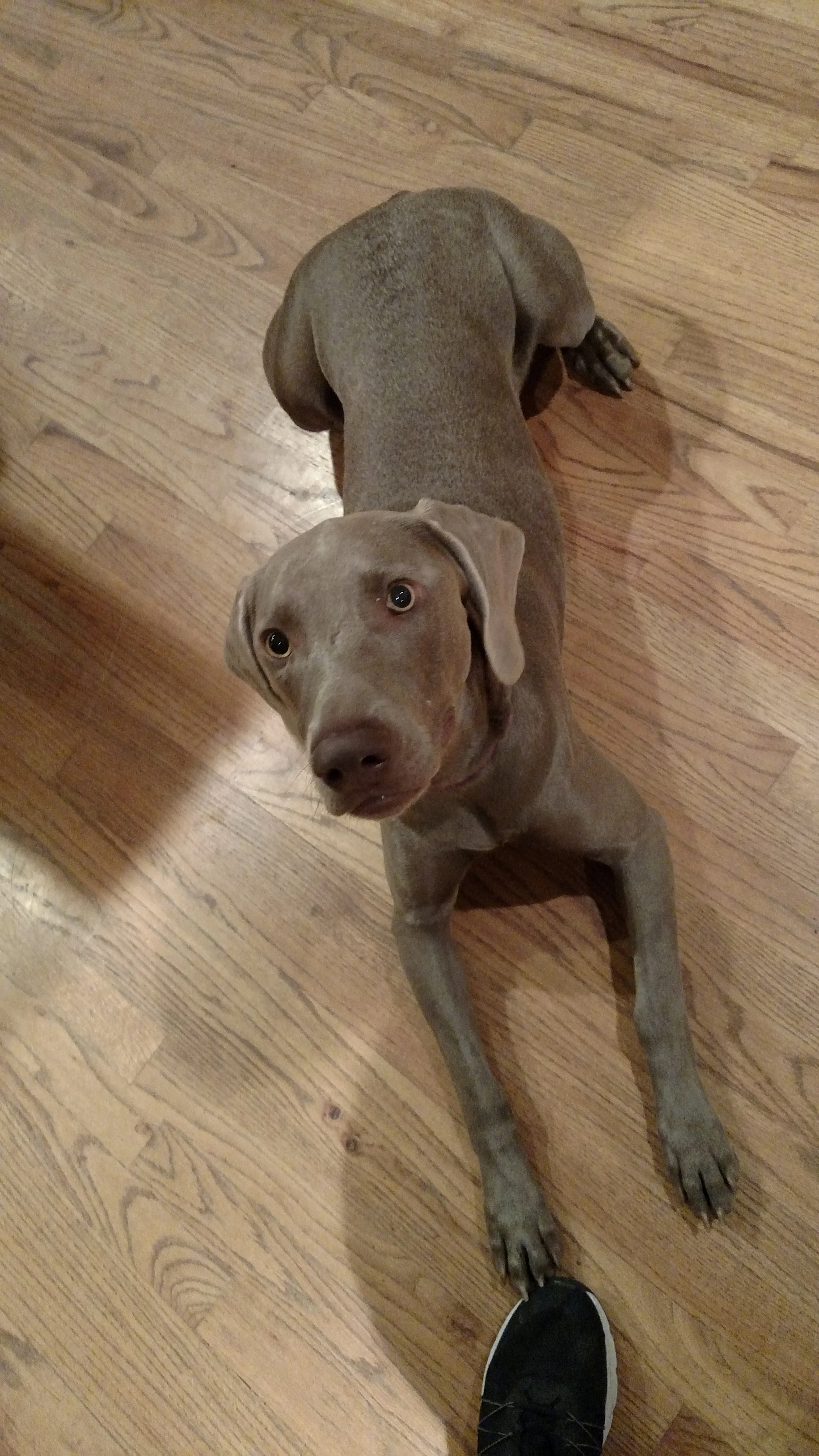 Junebug 9-27.jpg